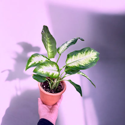 Dieffenbachia 'Camilla'