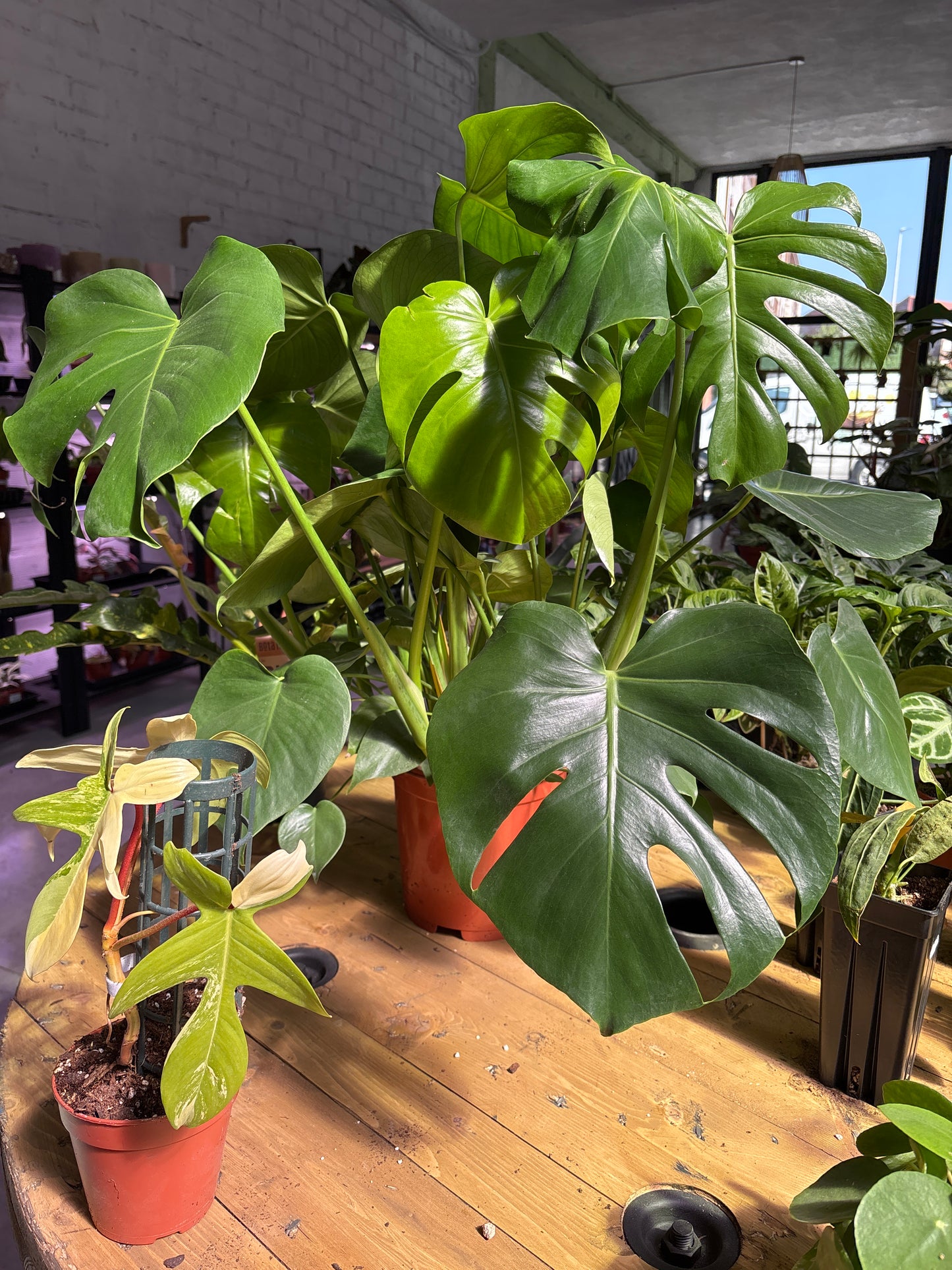 Monstera Deliciosa