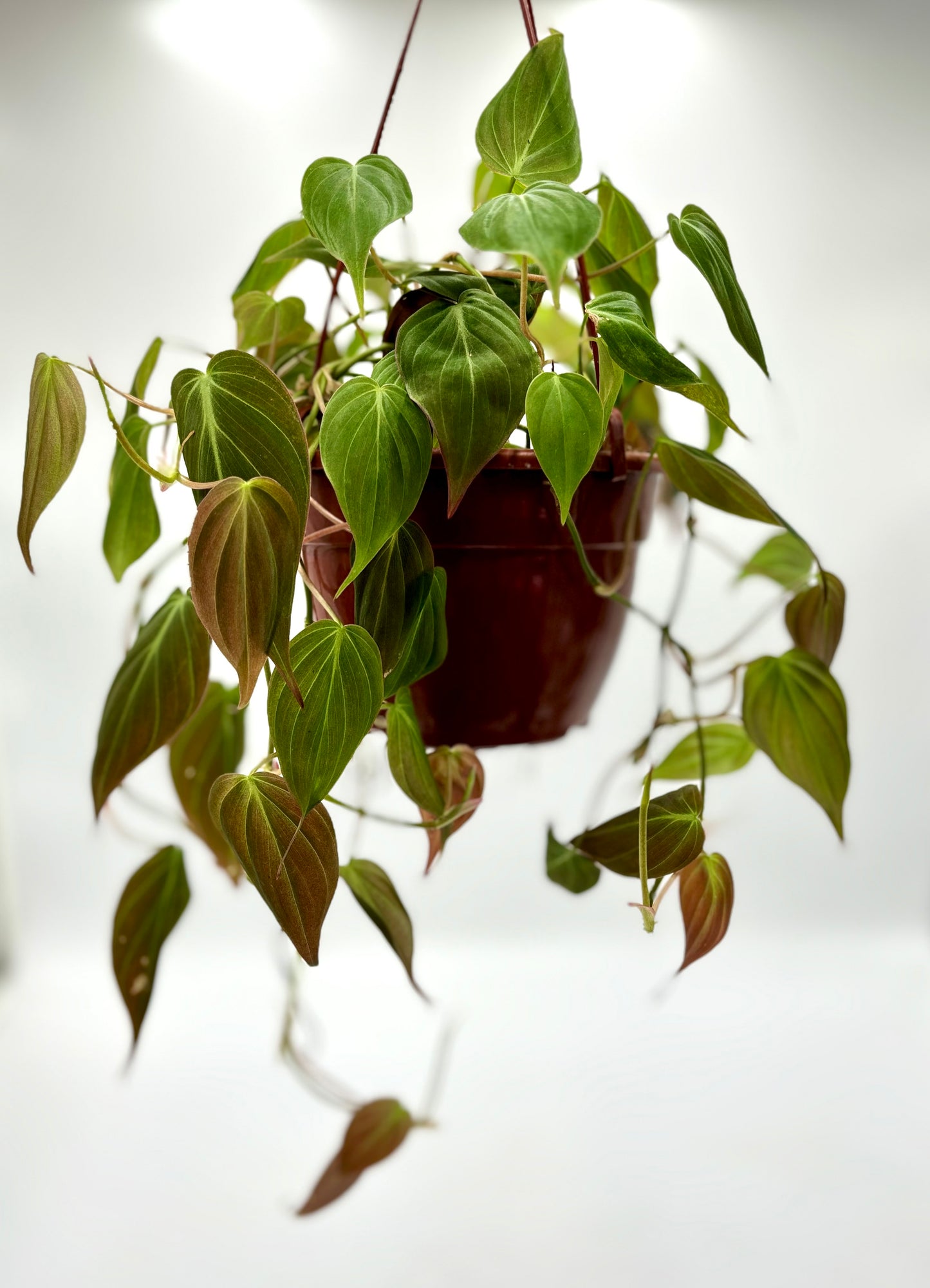 Philodendron Micans