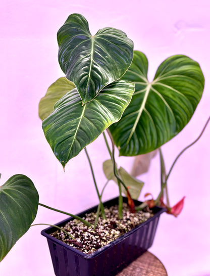 Philodendron Gloriosum