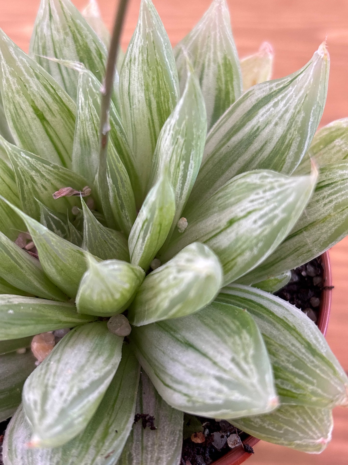 Haworthia Cymbiformis Marbella