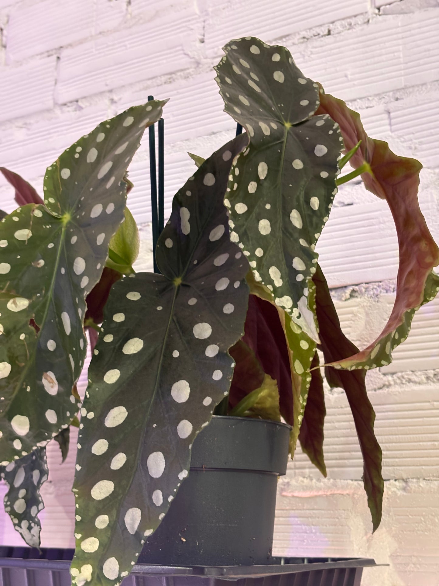 Begonia Maculata Mega Dot