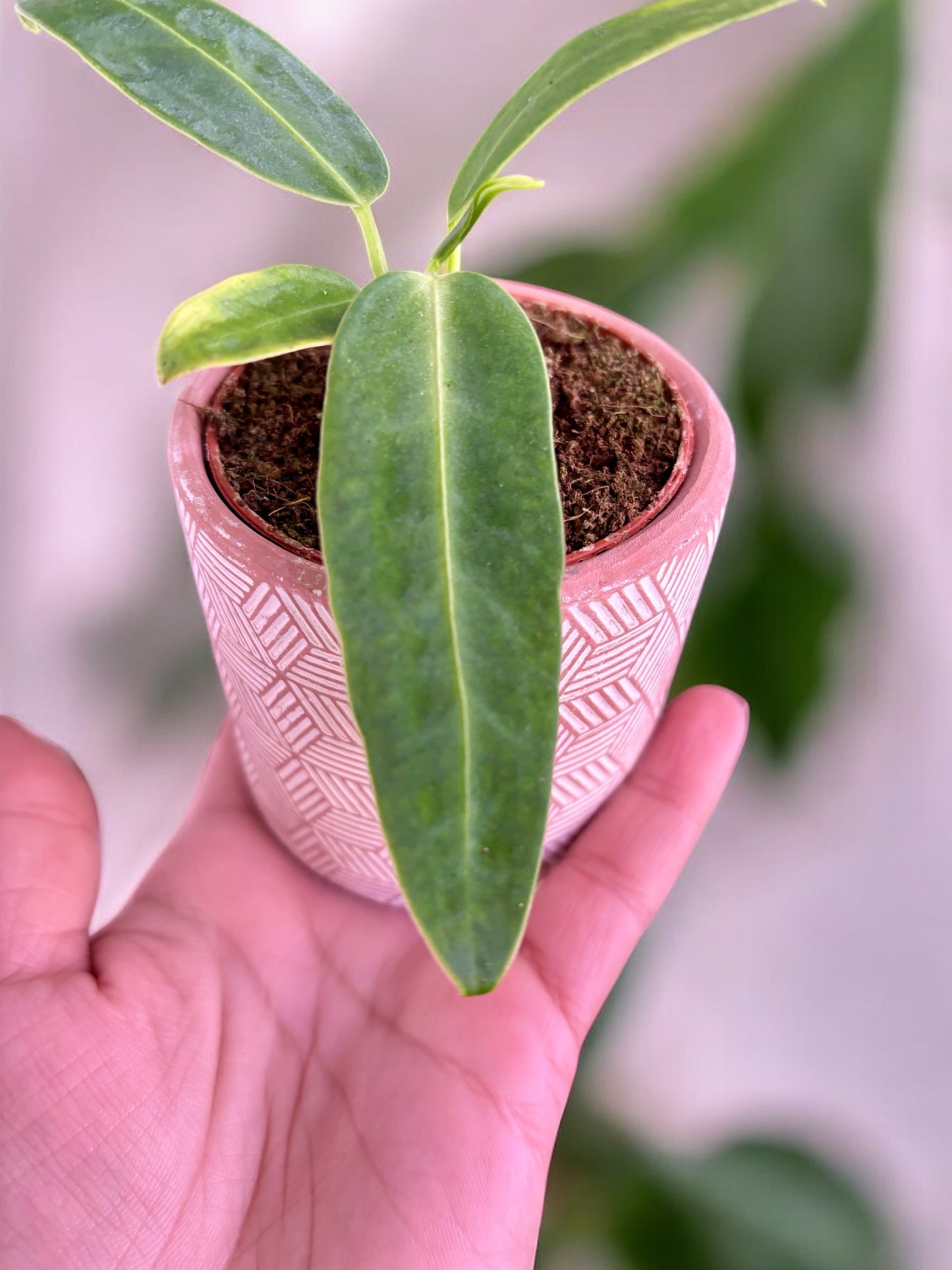 Anthurium Warocqueanum