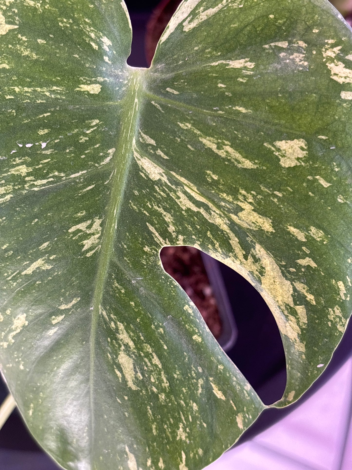 Monstera Deliciosa Mint