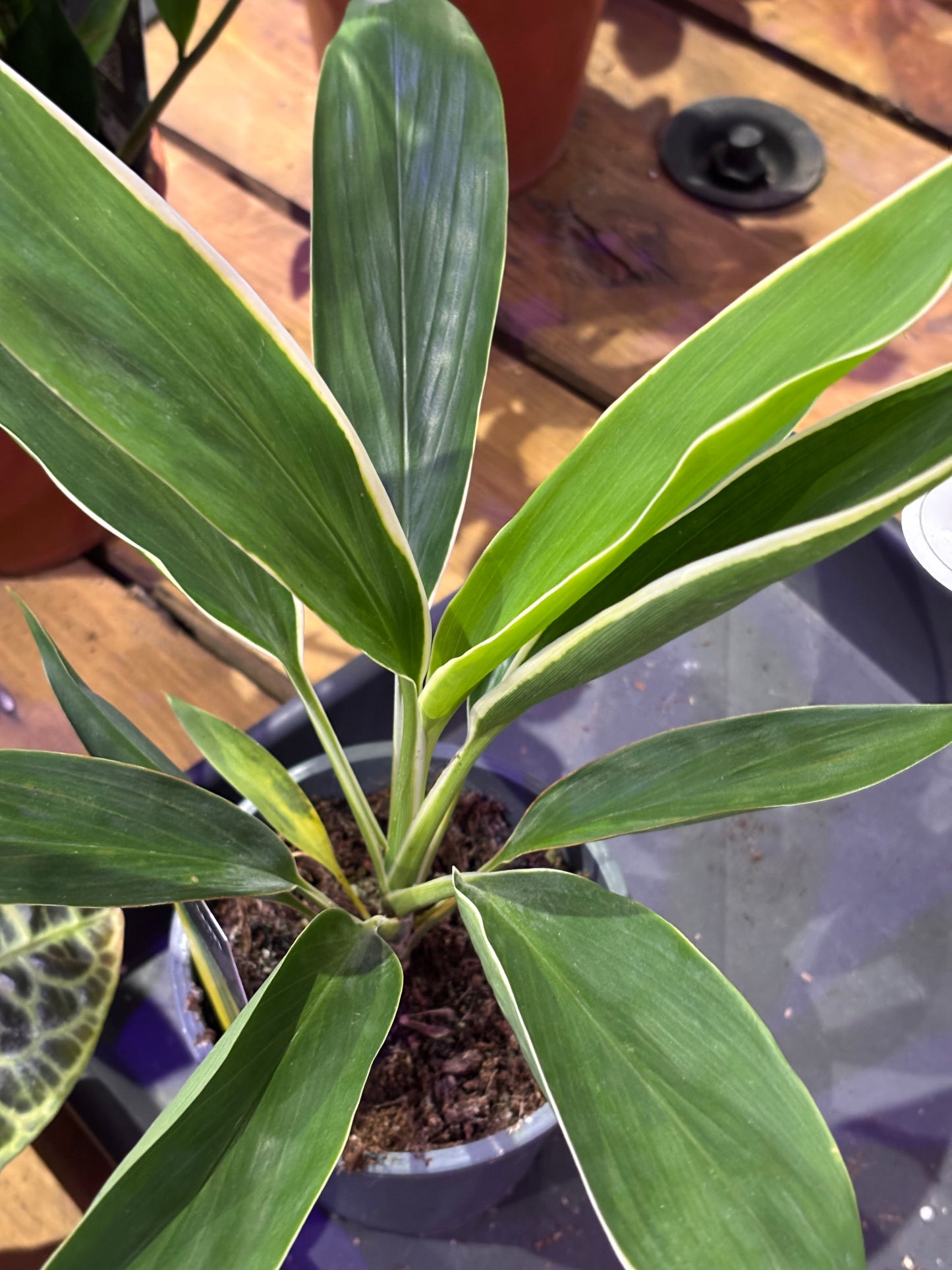 Cordyline Fruticosa