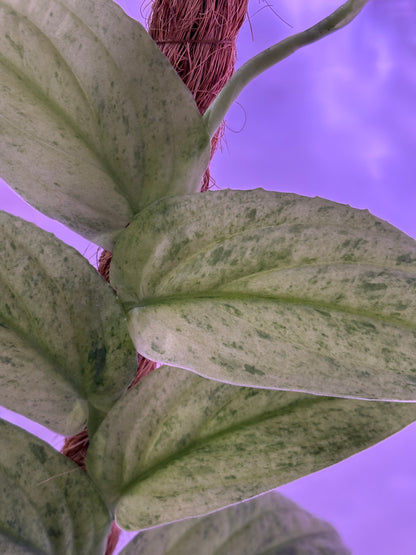 Raphidophora Korthalsii Marble Aurea