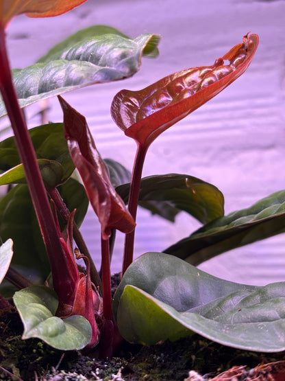 Anthurium Luxurians