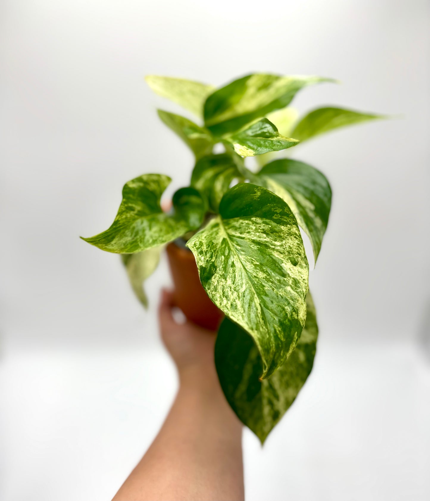 Epipremnum Marble Queen