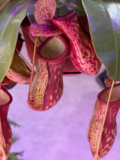 Nepenthes Monkey Jars Gaya