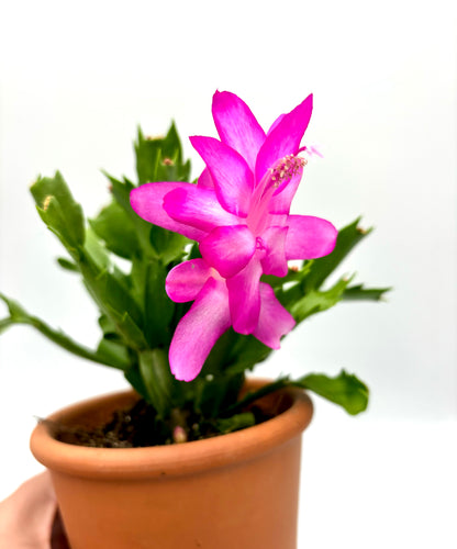 Schlumbergera ‘Cactus de Navidad`