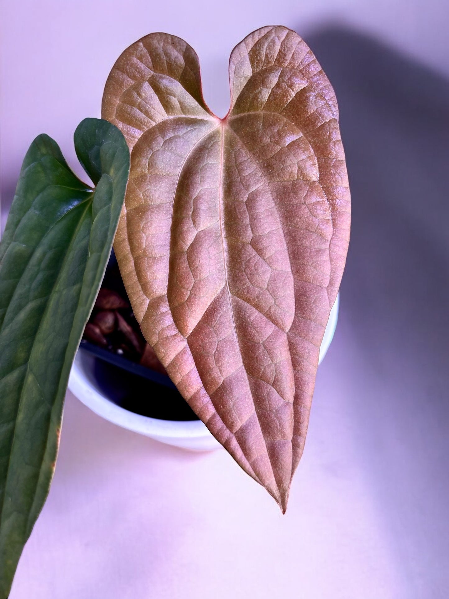 Anthurium Fort Sherman X Luxurians