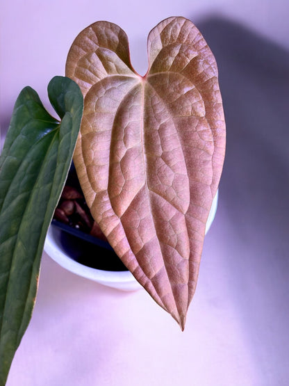 Anthurium Fort Sherman X Luxurians