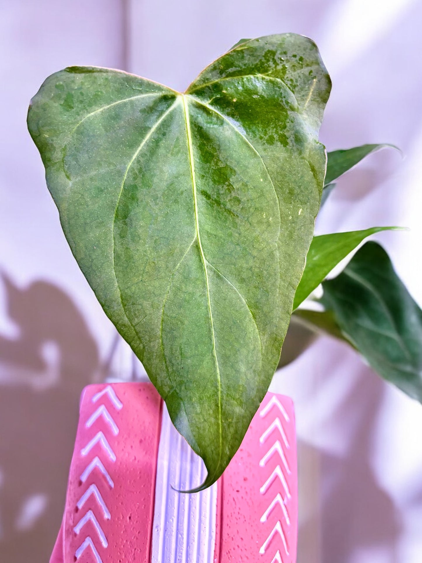 Anthurium ‘Purple Sweet’ (A. Black Sweet X A. Papillilaminum Dark Form)