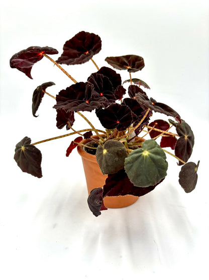 Begonia Purple Blush