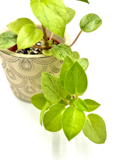 Peperomia Pixie Lime