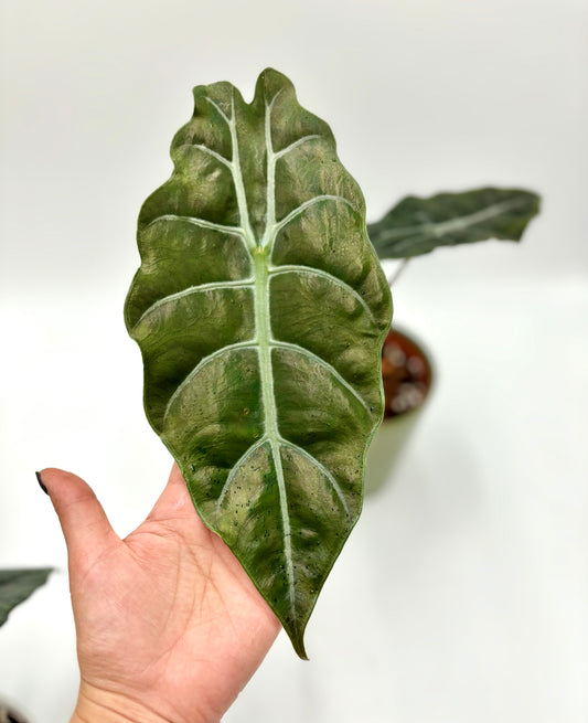 Alocasia Chantrieri