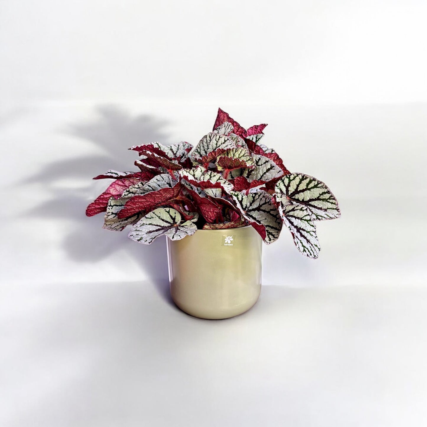 Begonia Rex Fedor