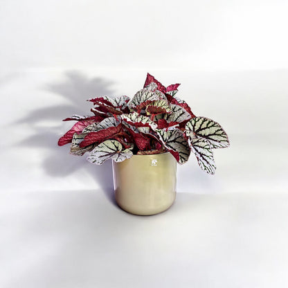 Begonia Rex Fedor