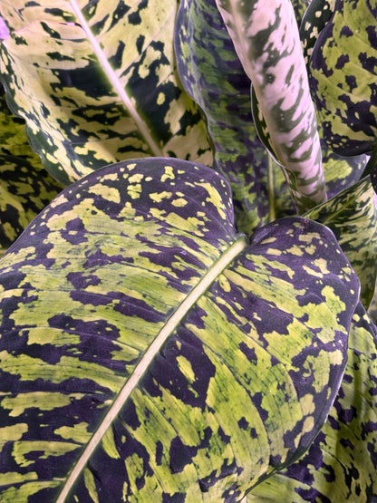 Dieffenbachia Reflector