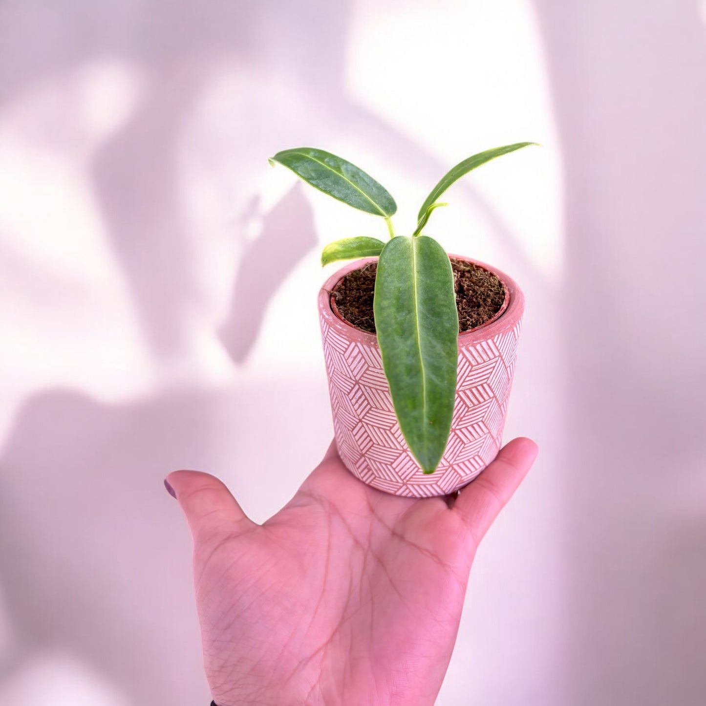 Anthurium Warocqueanum