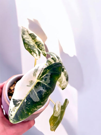 Alocasia Mich. Frydek Variegata