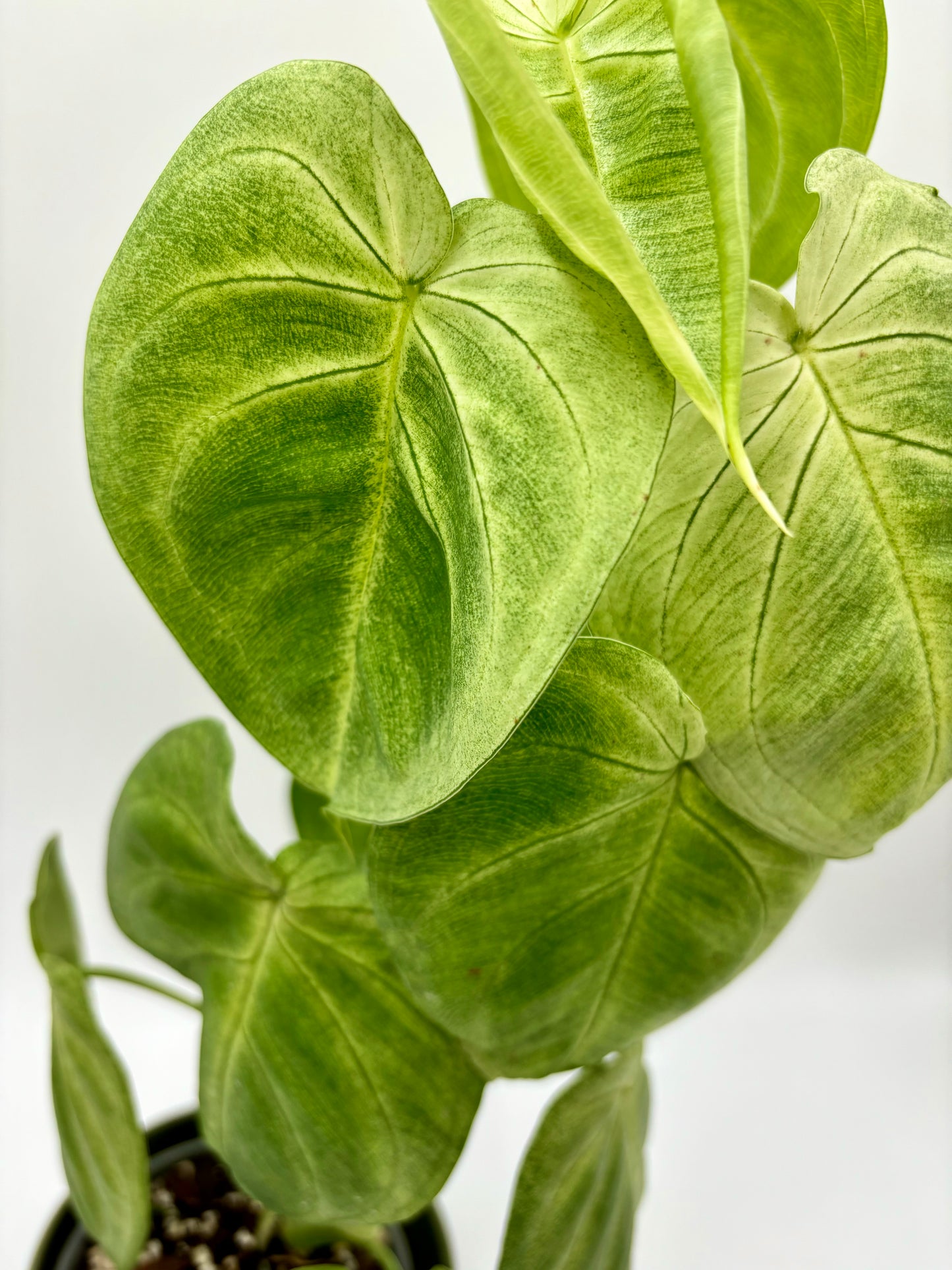 Syngonium Macrophyllum 'Frosted Heart'