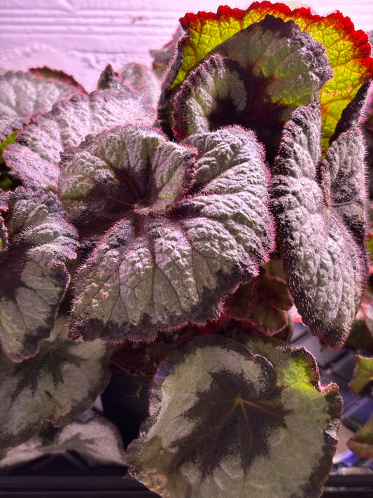 Begonia Princess Of Hanover