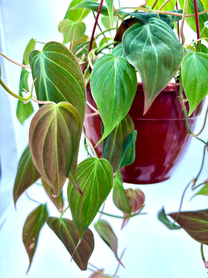 Philodendron Micans