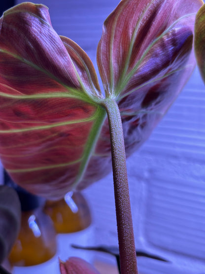 Philodendron Choco Red