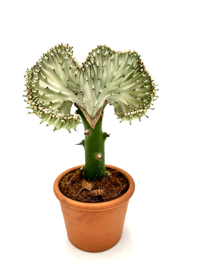 Euphorbia Lactea Cristata