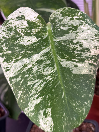 Monstera Deliciosa Mint