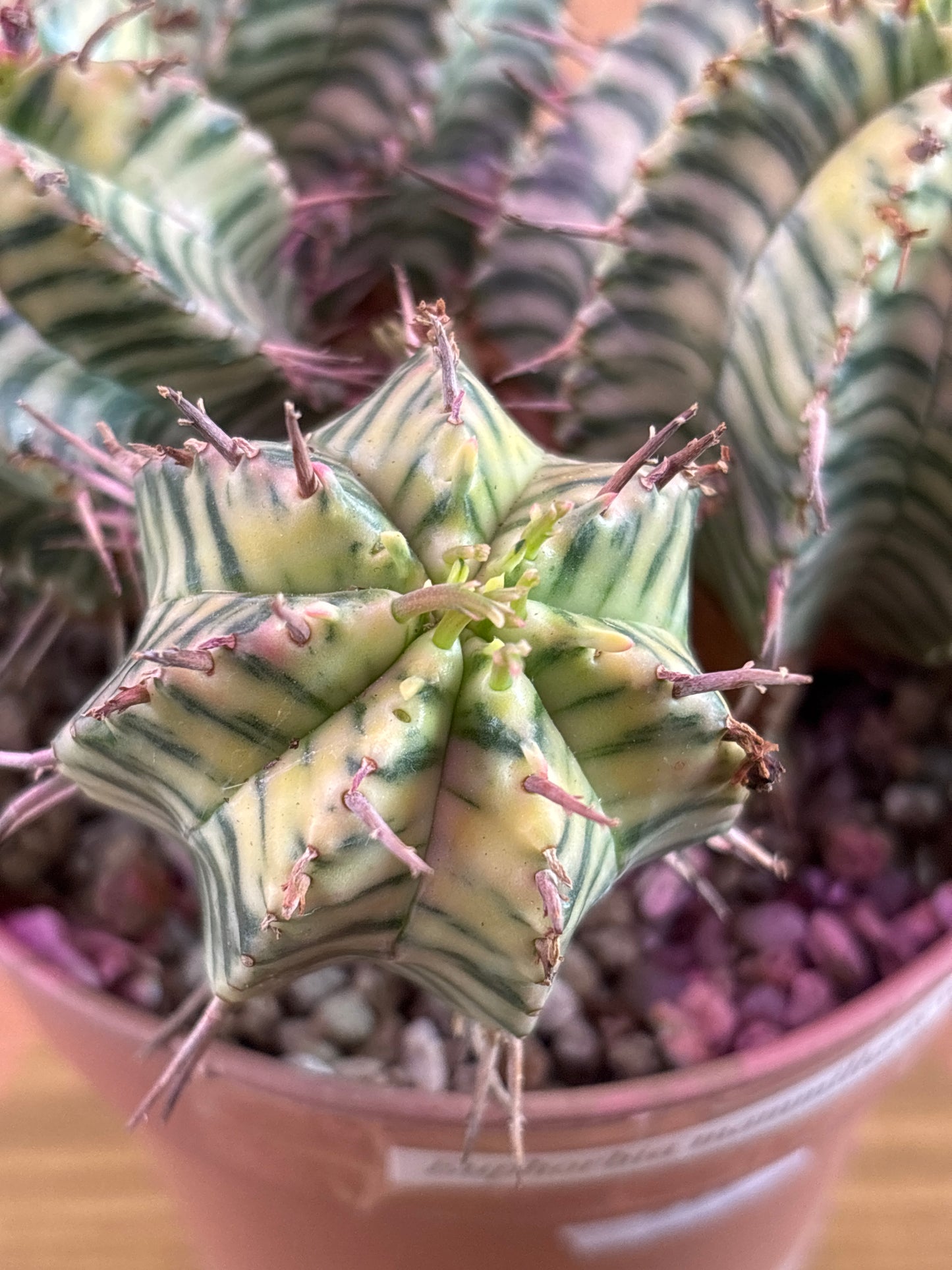 Euphorbia Mammillaris Variegata