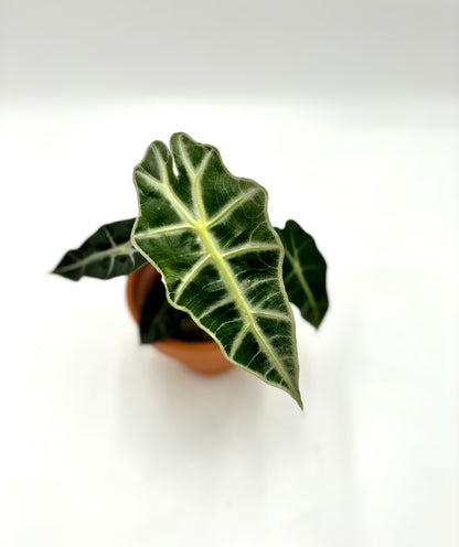 Alocasia Polly