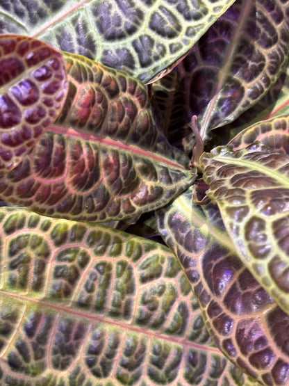 Labisia Obtusifolia Kura Kura Tortuga