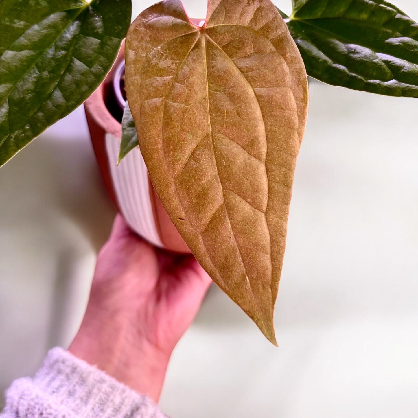 Anthurium Fort Sherman X Luxurians