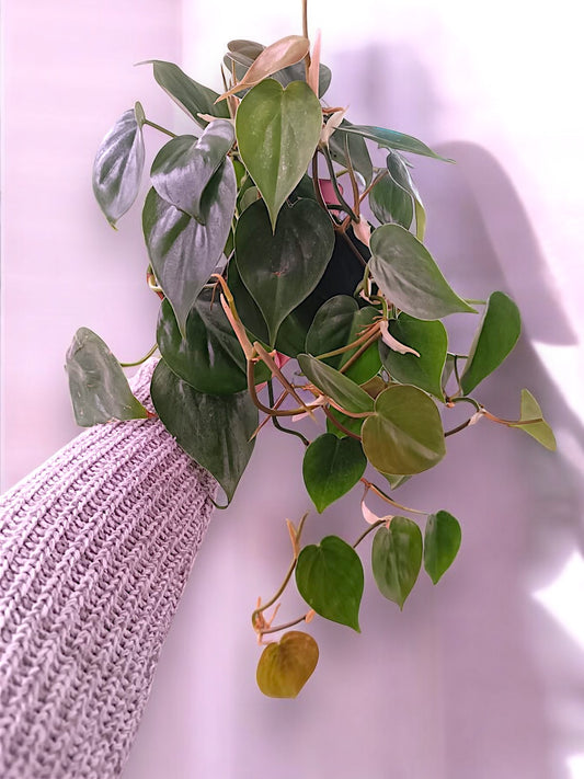 Philodendron Scandens