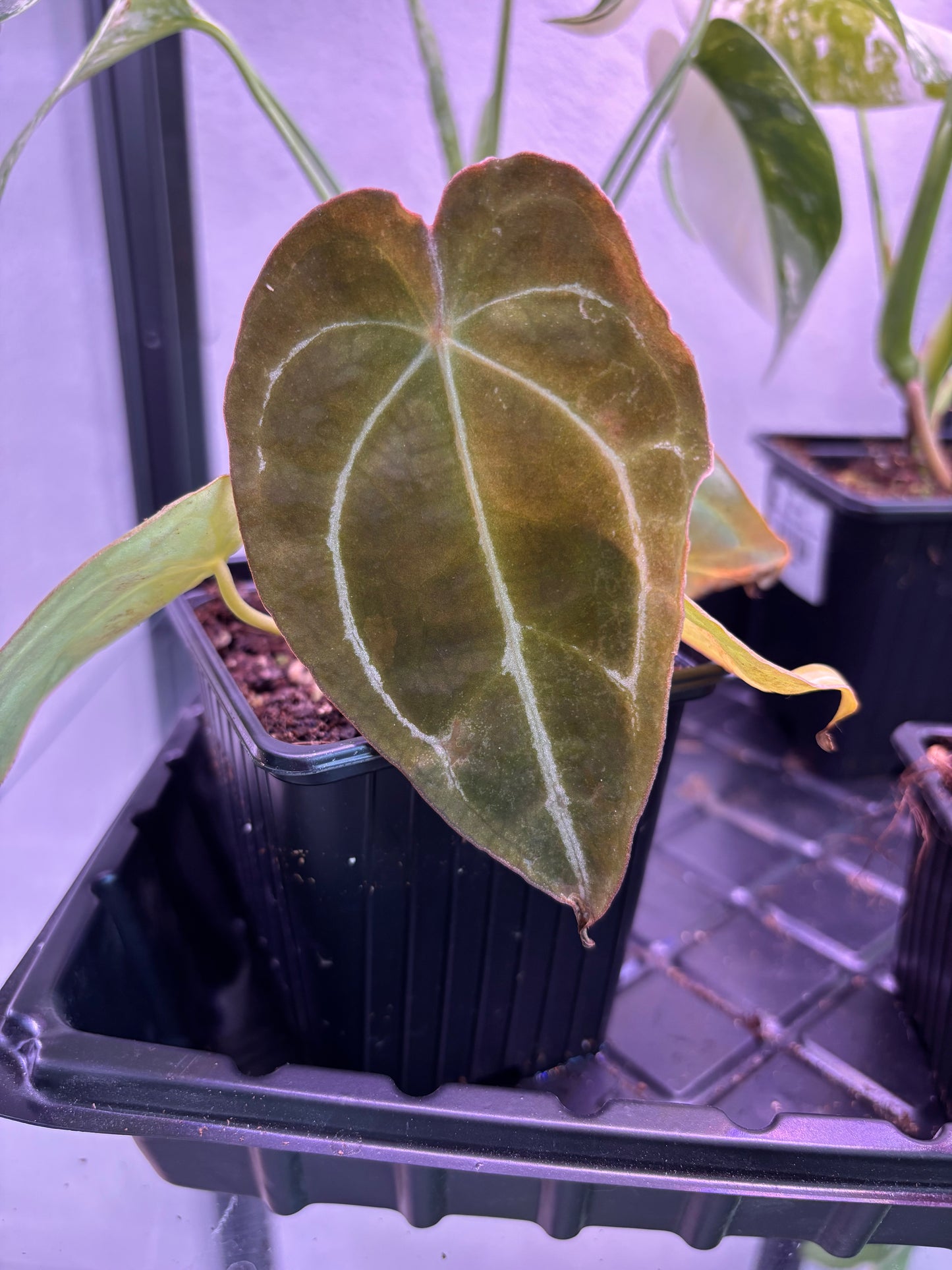 Anthurium Crystallinum X Guna Yala