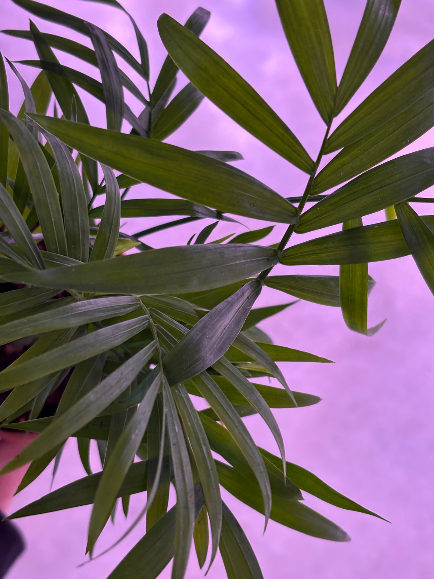 Dypsis Lutescens Areca