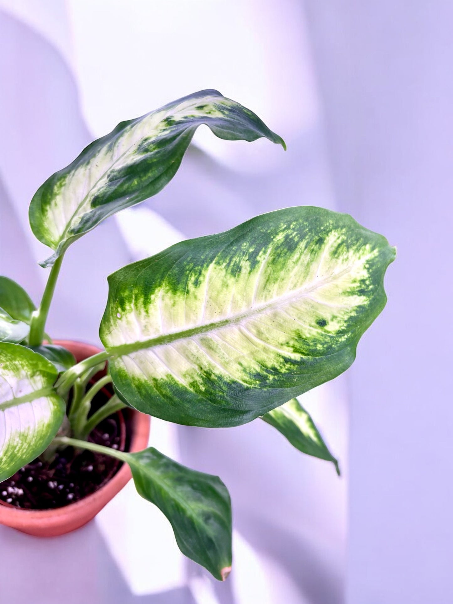 Dieffenbachia 'Camilla'