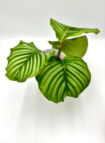 Calathea Orbifolia