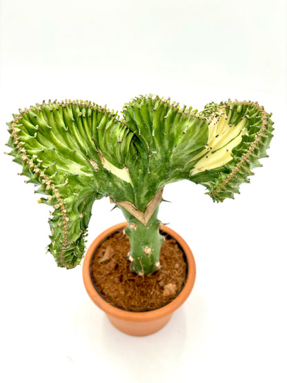 Euphorbia Lactea Cristata