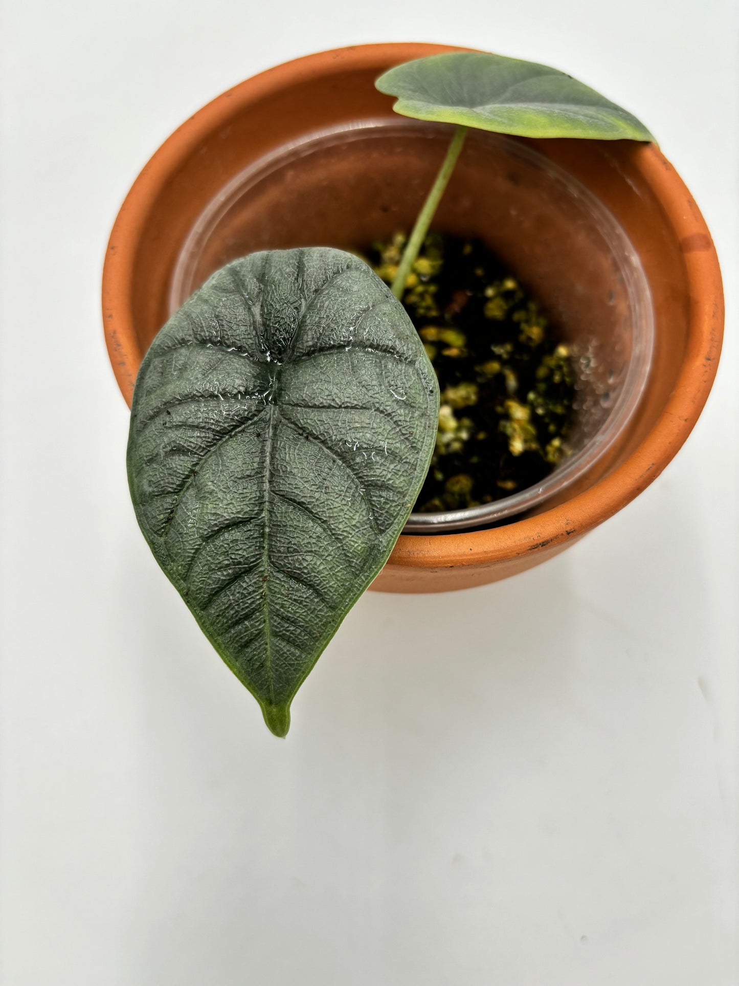 Alocasia Melo