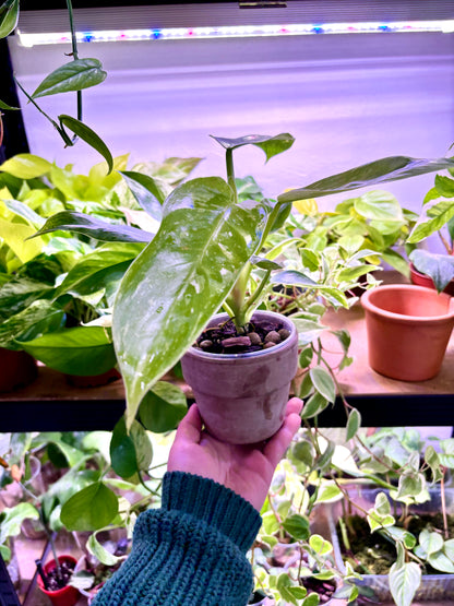 Ficus Elástica Schrijveriana