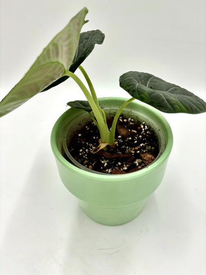 Alocasia Maharani