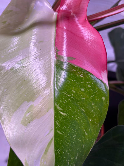 Philodendron Fresh Aurea Tricolor