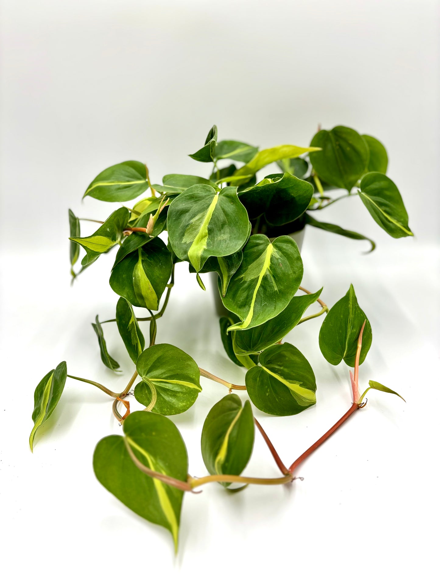 Philodendron Scandens Brasil