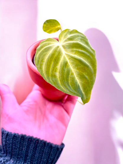 Philodendron Verrucosum