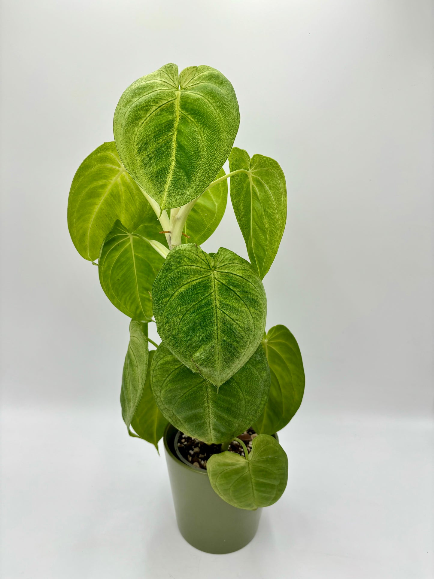 Syngonium Macrophyllum 'Frosted Heart'