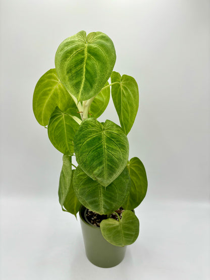 Syngonium Macrophyllum 'Frosted Heart'