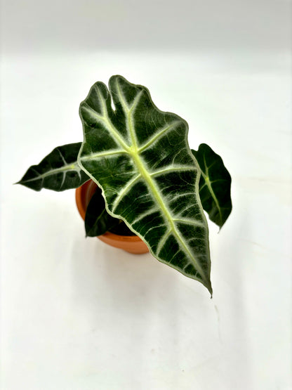 Alocasia Polly